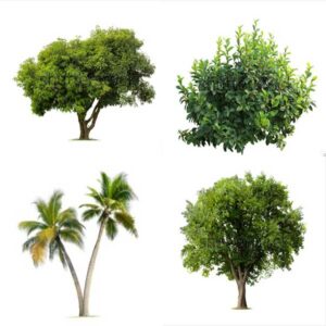 Vegetación Pack 01